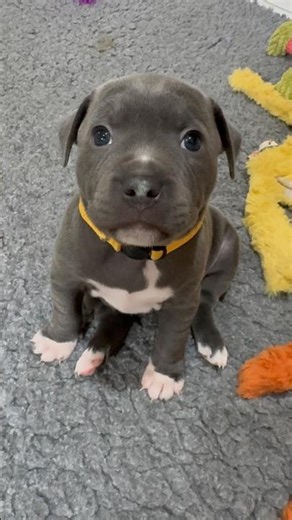 Skye’s Secret Weapon: Those Big Blue Puppy Dog Eyes 🐶💙