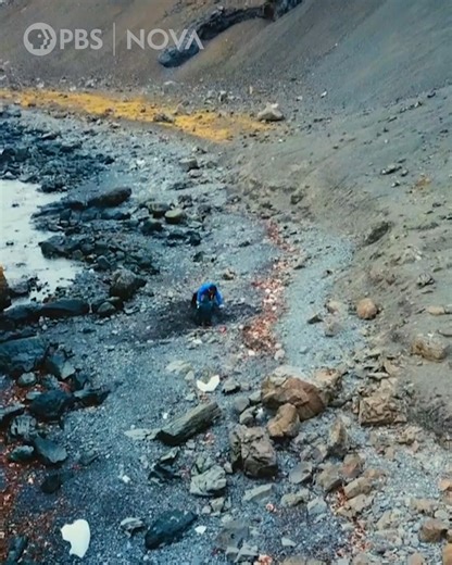 These fossils reveal that Antarctica was once covered in forests—and connected to South America. | NOVA l PBS