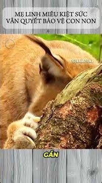 EXHAUSTED LYNX MOTHER STILL DETERMINED TO PROTECT HER CUBS