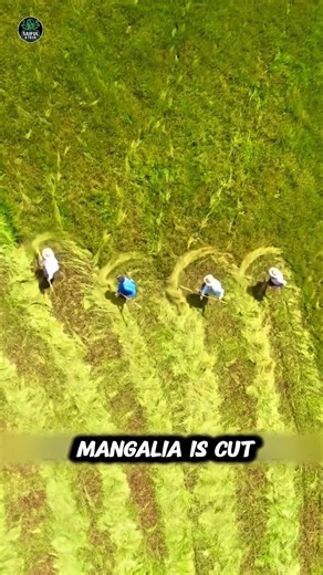 Why Mongolia Cuts Its Entire Grassland Every Fall