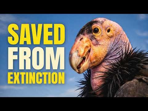 How California Is Bringing Condors Back From Extinction