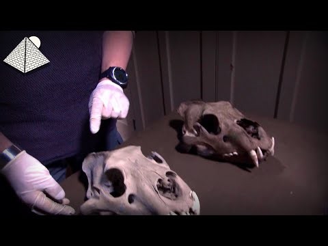 Natural History Museum's Cursed Amethyst and Cheddar Gorge Cannibals