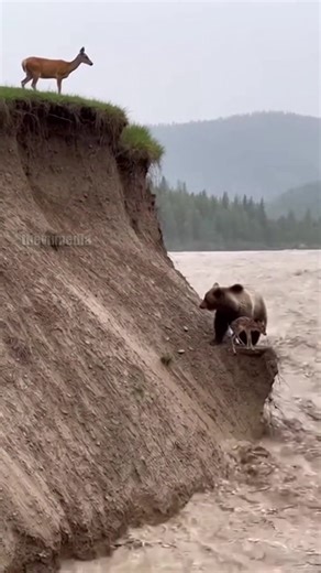 Title: Unbelievable Footage: Grizzly Bear Rescues Stranded Fawn Dateline: Kootenay River, British Columbia – July 10, 2025 Story: Wildlife enthusiasts were left speechless after reviewing remote trail camera footage from the Canadian Rockies. The video shows a newborn fawn trapped on a tiny, muddy shelf just inches above a raging mountain river. An adult grizzly bear navigated the near-vertical bank, gently lifted the fawn by the scruff, and carried it back up to the safety of a waiting adult de
