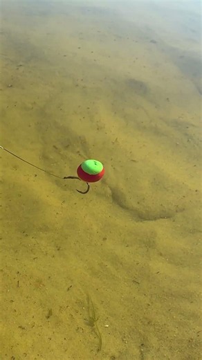 🚥How to Catch Carp: Traffic Light Snowman Rig Bait Test!💥Perfect Summer Balance #fishing #carp