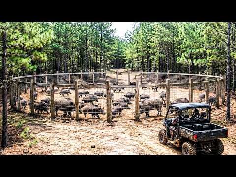 UNGLAUBLICH! Hunderte Wildschweine auf einmal gefangen – Rekordfang des Jahres