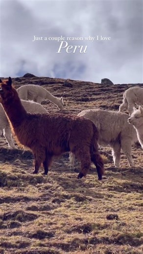 Peru is still one of my favourite countries I’ve ever visited! The mountains and landscapes are