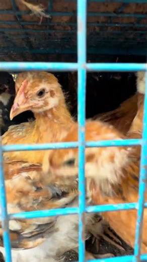 Nellore santalo variety kodi pillala dharalu | Country chicken prices | Giriraja & Turkey chicks