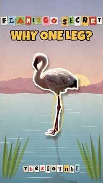 Why Do Flamingos Stand on One Leg?