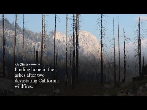 Finding hope in the ashes after two devastating California wildfires.LA Times