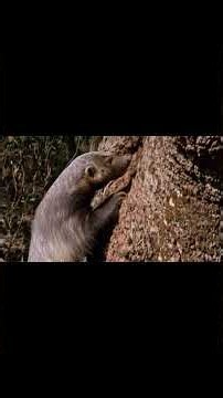 Honey Badger vs a Swarm of Bees: Why Stings Can't Hurt It