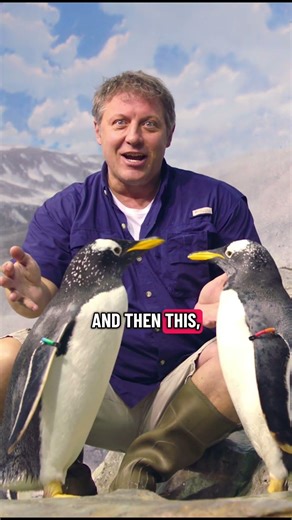 Why are they called Macaroni Penguins?