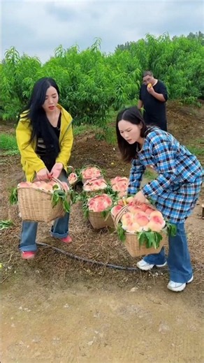 Rural farmers enjoy delicious sweet peach fruits harvesting | yummy fresh fruits #peach #harvest