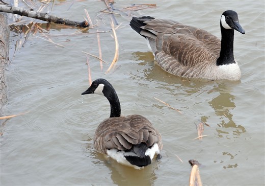 Man injured in goose attack can pursue case against Grand Blanc hospital, appeals court rules