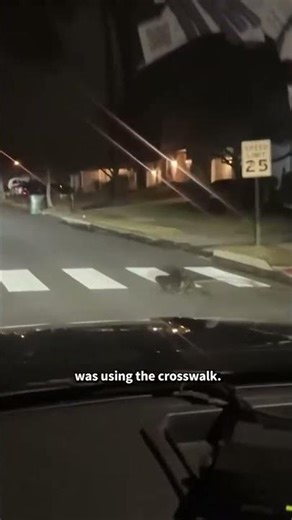 Safety-Conscious Beaver Uses Crosswalk to Get to Other Side