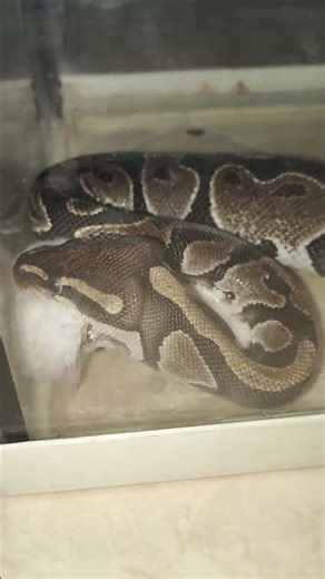 Ball python live feeding الأصلة الكروية