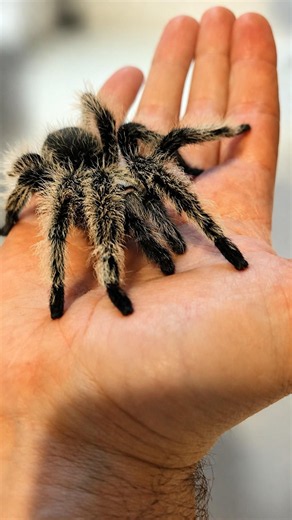 My Tarantula Just Had His Final Molt