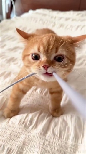The cutest kitten in the world. #cute #cat #funny #pets #funnycats #kittens #shorts