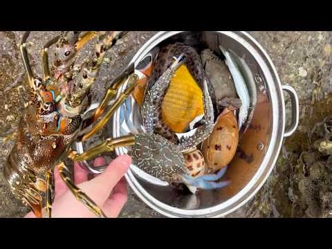 Eating hot pot on the beach - Catching Shrimp, Crabs, Fish, Octopus & Shellfish at Low Tide 20260224
