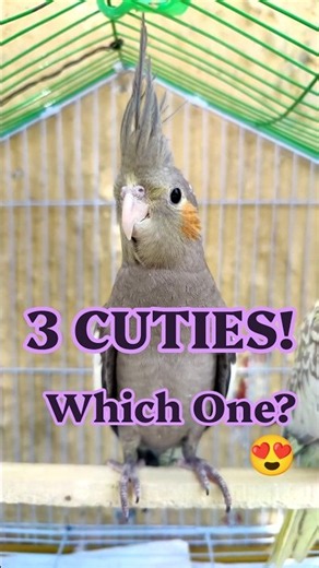 My 3 Cockatiels Can't Stop Staring! 😍🦜 | Cutest USA Cockatiel Trio