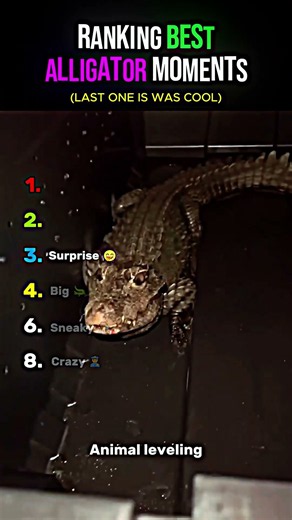 Ranking BEST Alligator Moments: Wild Encounters & Jaw-Dropping Surprises!