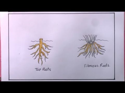 Drawing Easy Tap Roots/How To Draw Tap Roots Step By Step/Drawing Tap Roots