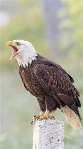 Eagle Sound 🦅 Bald Eagle Real Sound 😱 #eagle
