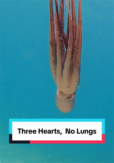 Three hearts, no lungs 🐙 #octopus #AnimalFacts #ocean #wildlife #stem | Octopus