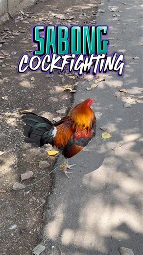 For Sabong , Cockfighting Rooster , Philippines