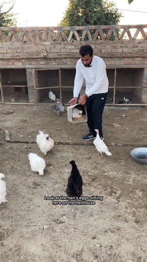Exploring Hatched Chicks at the Mini Zoo