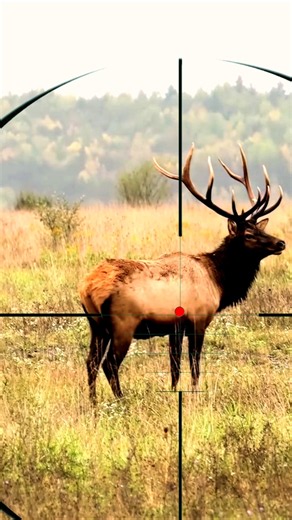 Elk Hunting | Caccia all'alce | Chasse au wapiti