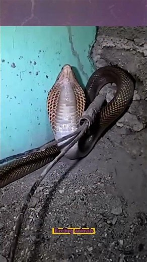 Safe Reptile Management: Expert Techniques for Venomous Snakes