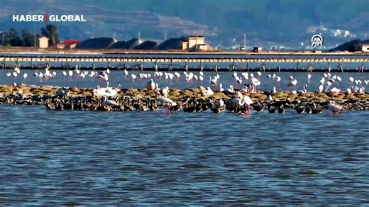 Gediz Deltası'ndaki yapay flamingo adası yavrularla şenlendi