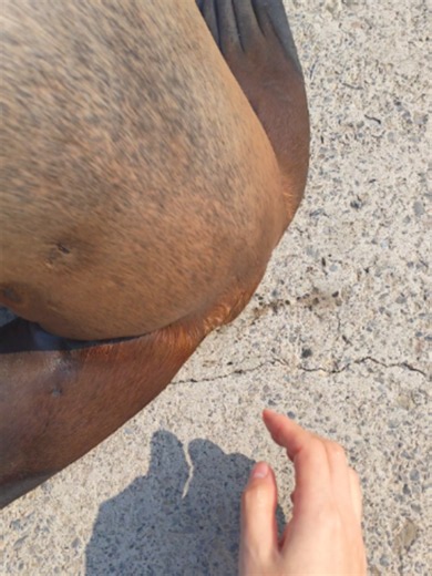 sea lion hearing study taronga zoo