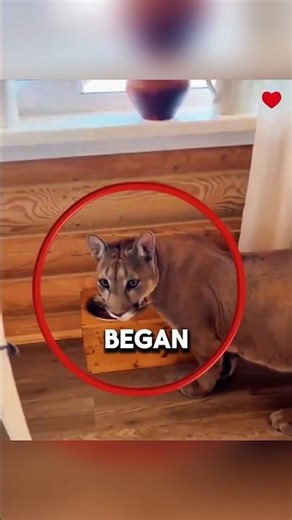 A Lioness Learned Peace After Losing Her Cubs❤ #shorts