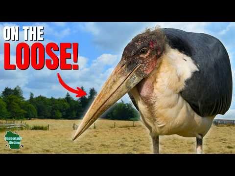 I Investigated The Giant African Bird Roaming The Midwest