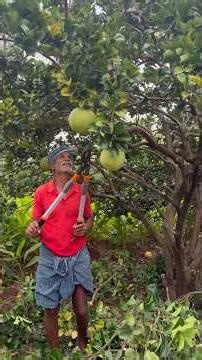 Bablimas Tree Cutting!!!