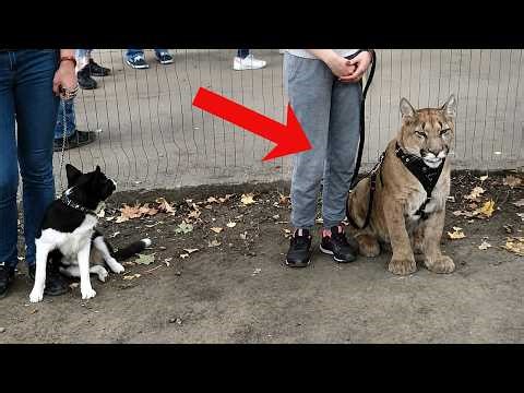 Watch this and YOU WILL DIE LAUGHING with these FUNNY ANIMALS😁