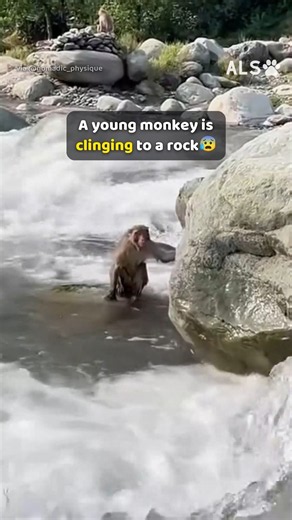 He loses the little monkey in the rapids, then goes back in 🐒❤️ #MonkeyRescue #AnimalRescue #Heart