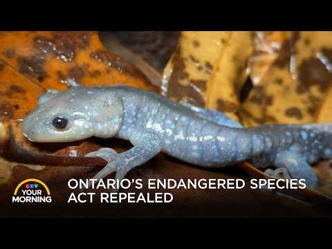 No More Protections? Inside Ontario’s Controversial New Species Conservation Act | Your Morning