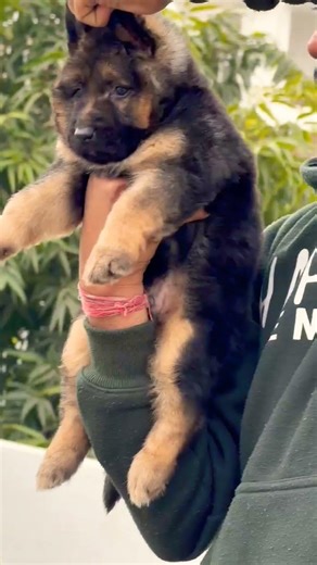 German Shepherd booking available 📞8810623046 Trained vaccinated grooming deworming #GermanShepherd