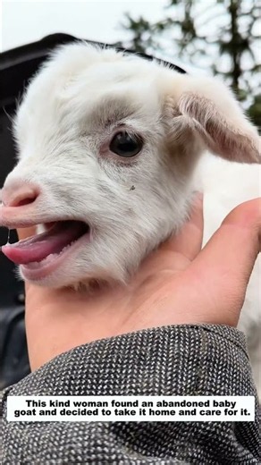 This Kind Woman Rescued an Abandoned Baby Goat and Gave It a New Home.