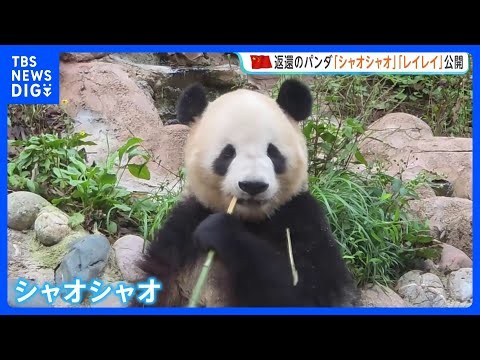 東京の上野動物園から返還の双子パンダ「シャオシャオ」「レイレイ」中国・四川省で公開 朝から多くの人が駆けつける｜TBS NEWS DIG