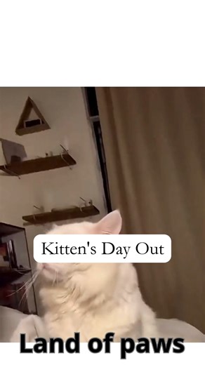 Tonny Froyen | Explorer | Photographer | Visual Storyteller on Instagram: ""SQUIRREL!" — Up 🐶 😂 ​"Ready to rumble? The 'Vird Cat' Zoomies Olympics are HERE! Track, vault, and pure, unadulterated surprise-attack mayhem—all happening in your living room. Let the games begin! Show us your champion cat-thletes!" #VirdCat #ZoomiesOlympics #CatOlympics #Catsoftiktok #FunnyCat #ViralCat #CatAthlete #FelineFrenzy #WildCat #LivingRoomSports #CatMeme #CatFails #TrackAndVault #SurpriseAttack"