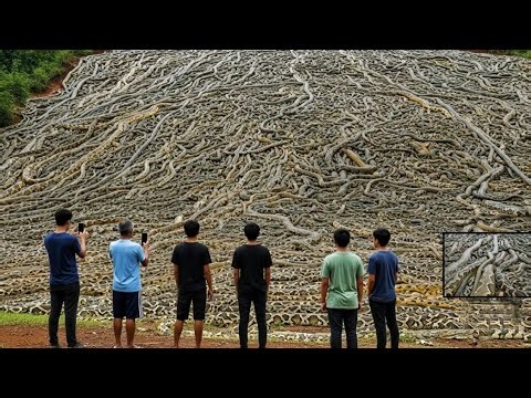 Thousands of Florida Pythons Have Been Decapitated — Scientists Are Shocked to Learn the Culprit