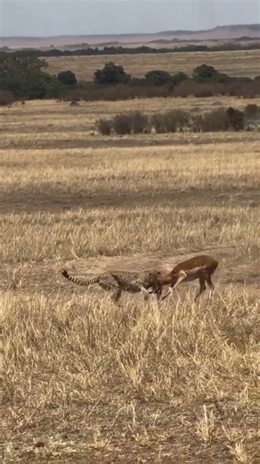 Cheetah on a hunt