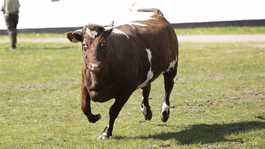 Vellykket forårsdag på Museumsgården Karensminde