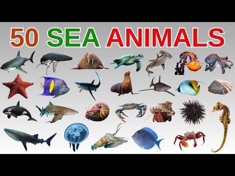 50 Sea Animals | Learn 50 Sea Animal Names in English with Pictures | Aquatic Animals for kids
