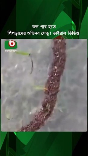 জল পার হতে পিঁপড়াদের অভিনব সেতু! ভাইরাল ভিডিও | Ant Bridge | Teamwork | Unity | Boishakhi Tv News