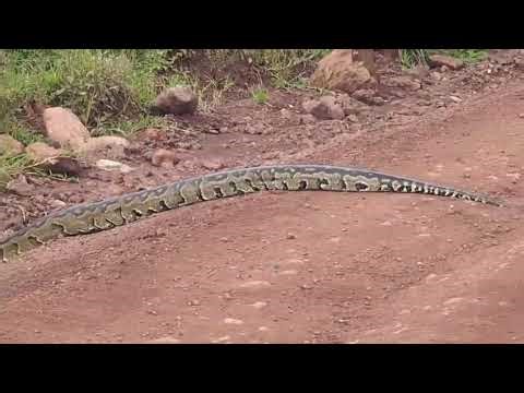 African rock python ( live ) in Ngorongoro Crater today ngorongoro showed us its beauty 🇹🇿📷❤️