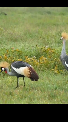 great grey shrike, hammerhead crane @timelesstalesanim #crane #crown #animalshorts #animals